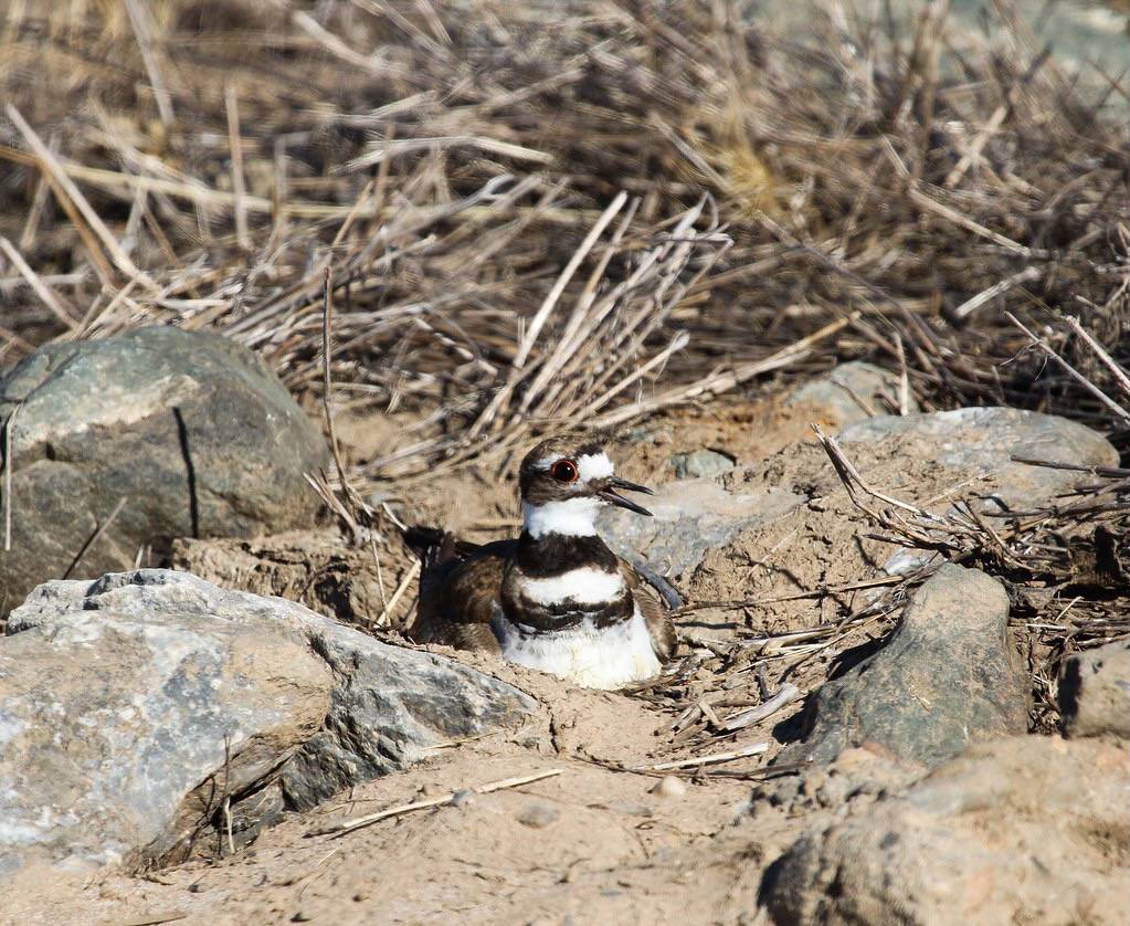 Killdeer on her nest (Explored) by Lhallwildlife is licensed under CC BY-NC-SA 2.0.